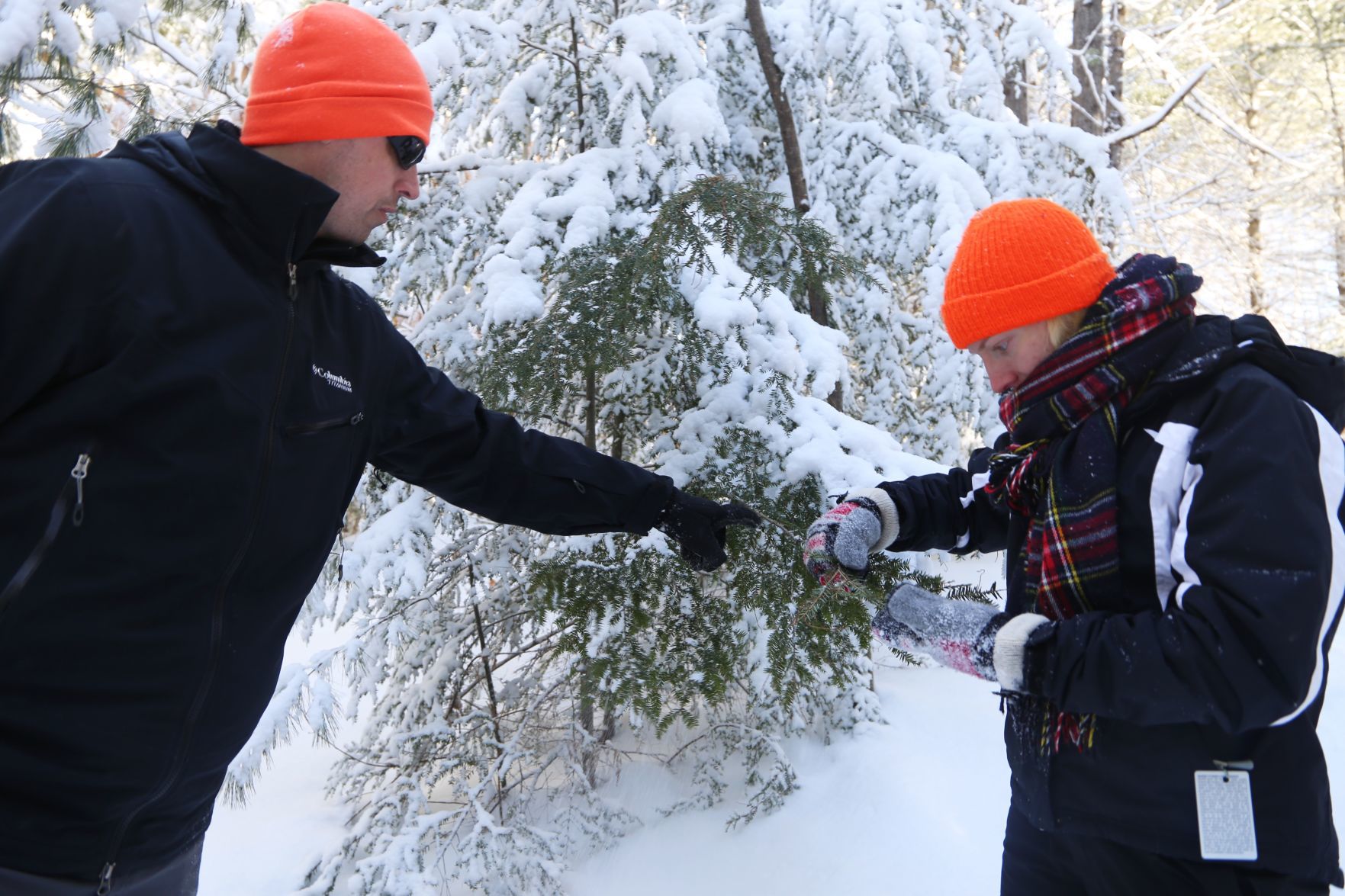 Looking for hemlock woolly adelgid